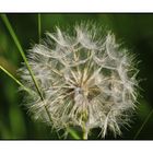 Pusteblume