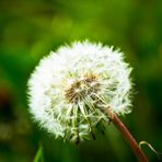 Pusteblume