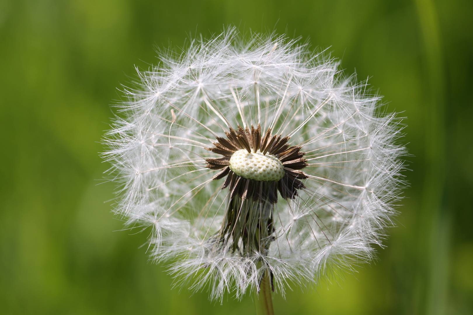 Pusteblume