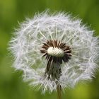 Pusteblume