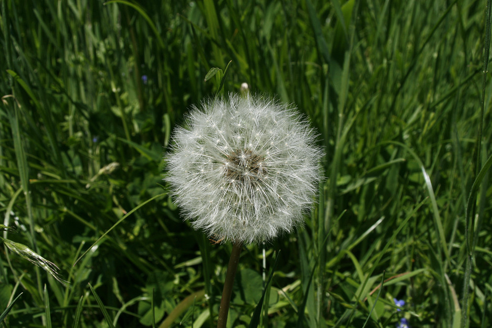 Pusteblume ;-)