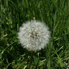 Pusteblume ;-)