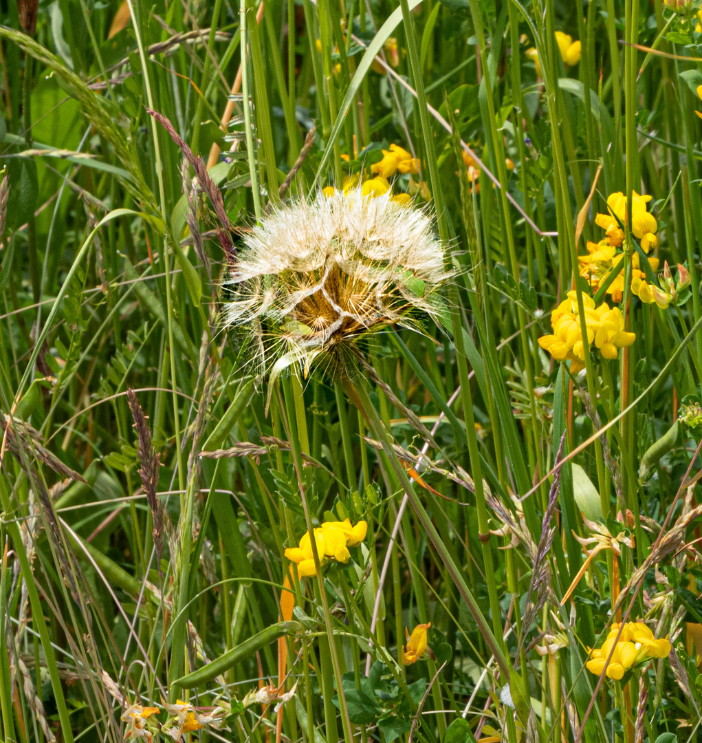 Pusteblume