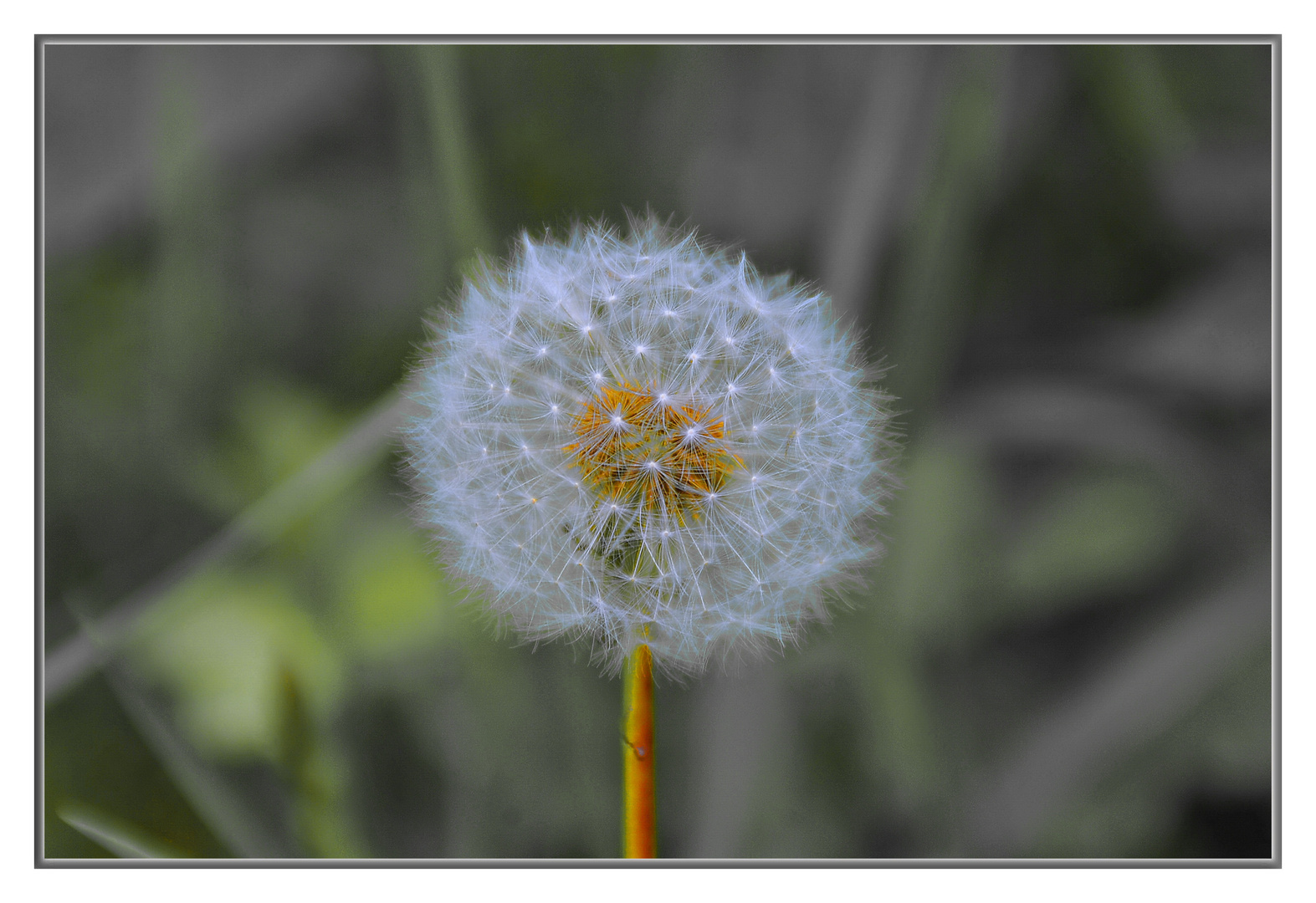 Pusteblume