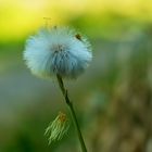 Pusteblume