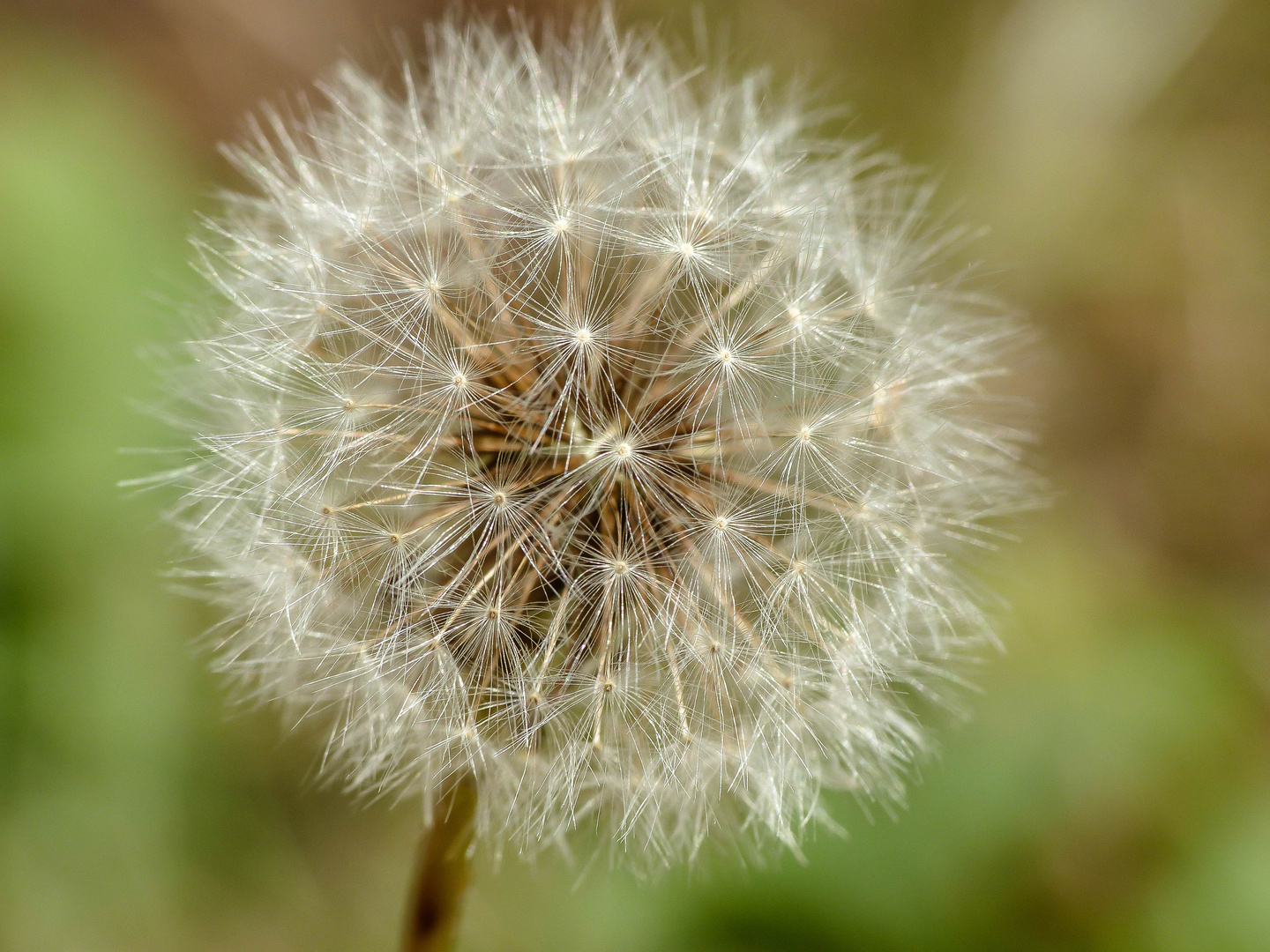 Pusteblume