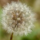 Pusteblume