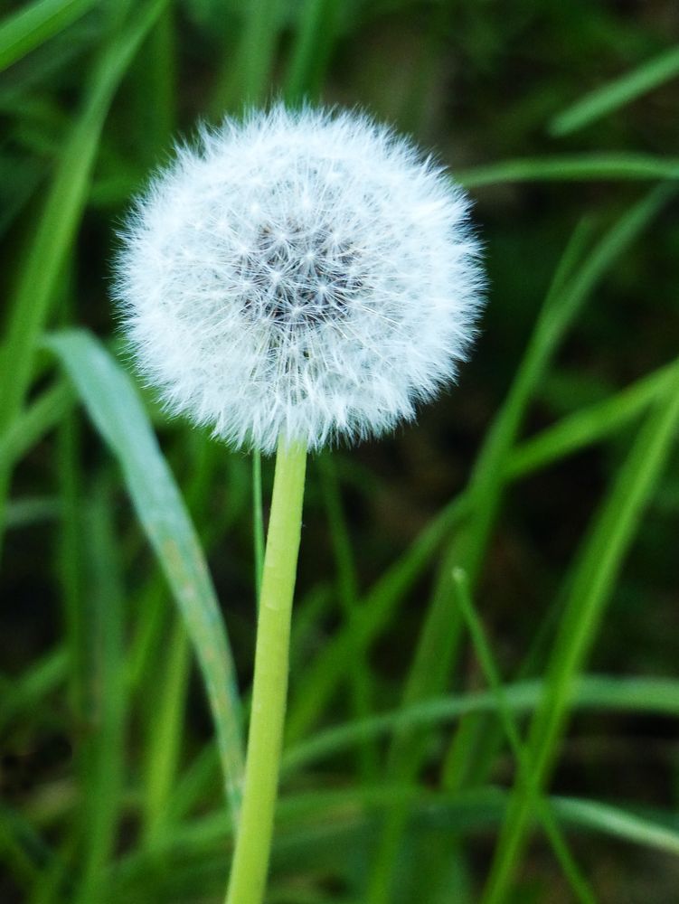 Pusteblume