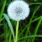 Pusteblume