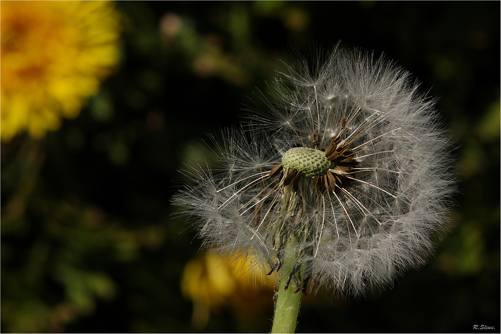 Pusteblume