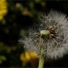 Pusteblume