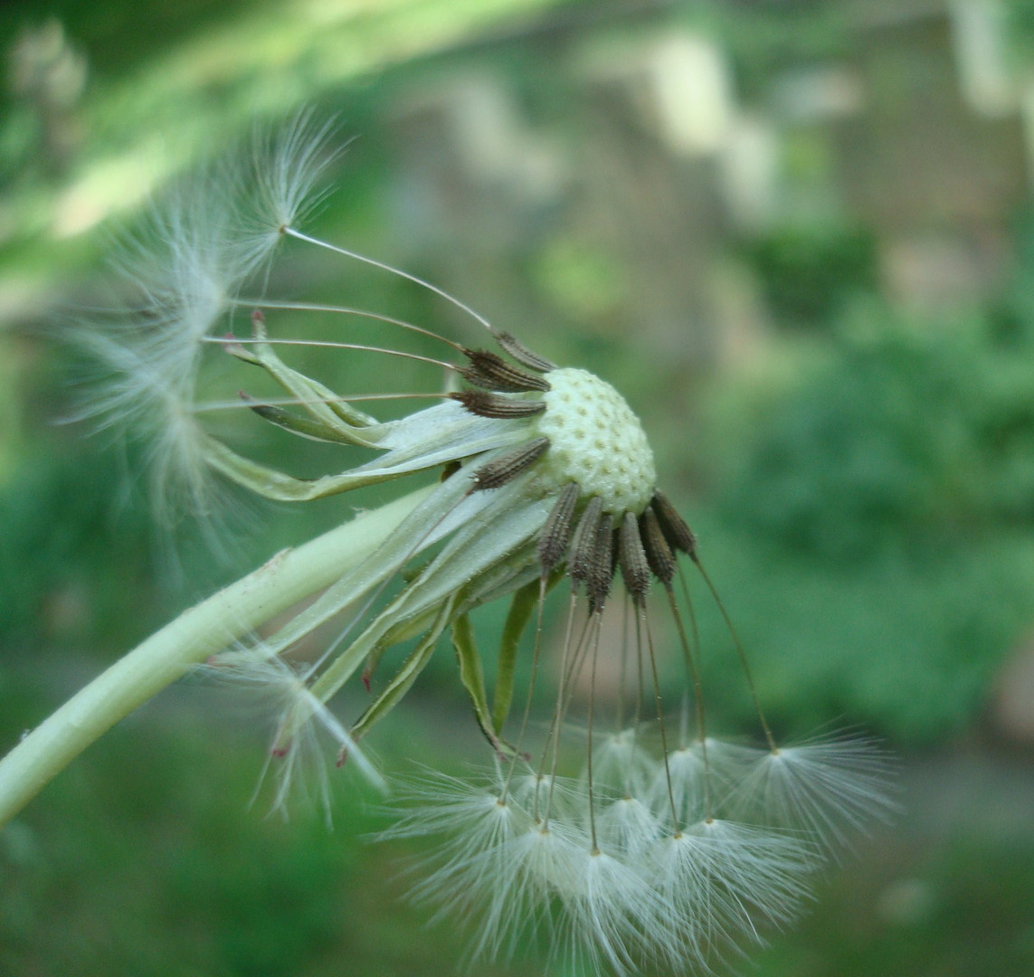 PusteBlume