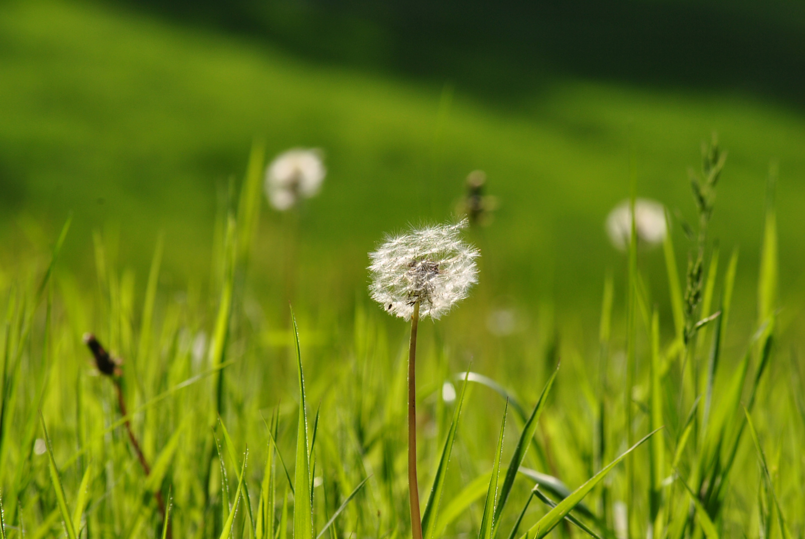 Pusteblume