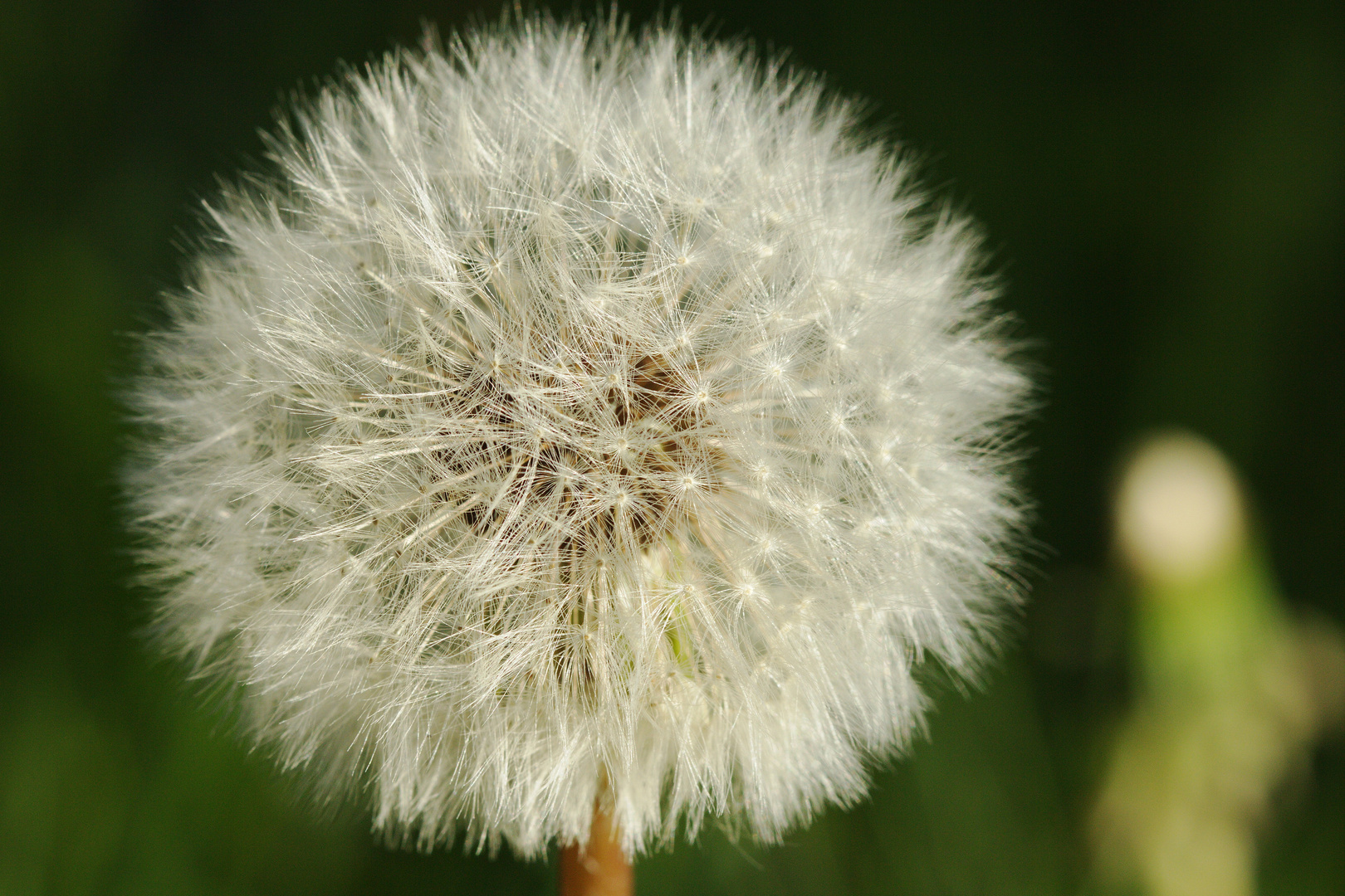 Pusteblume