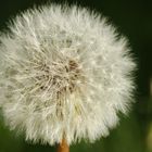 Pusteblume