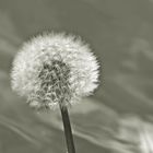 Pusteblume