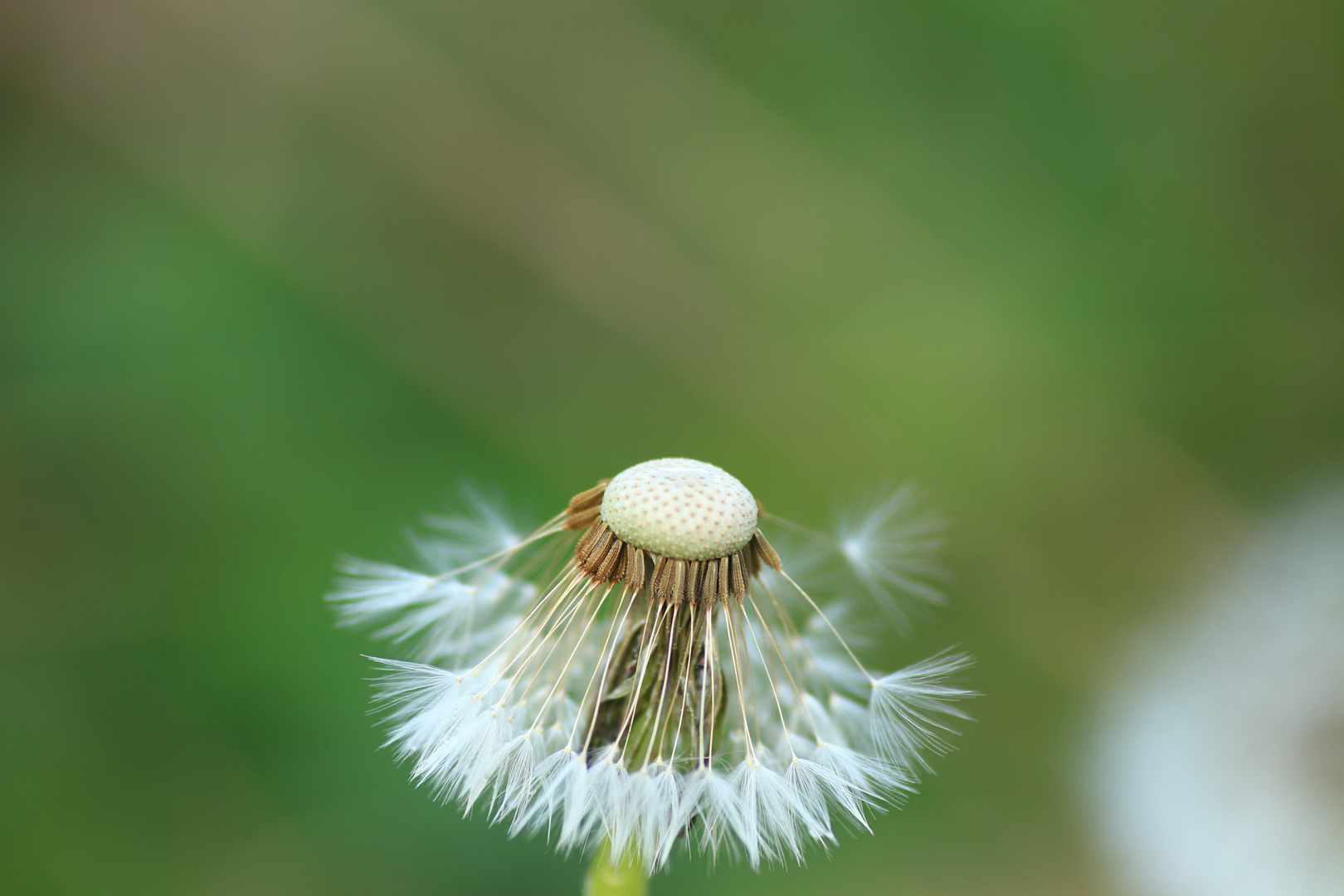 Pusteblume