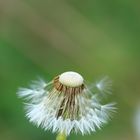 Pusteblume