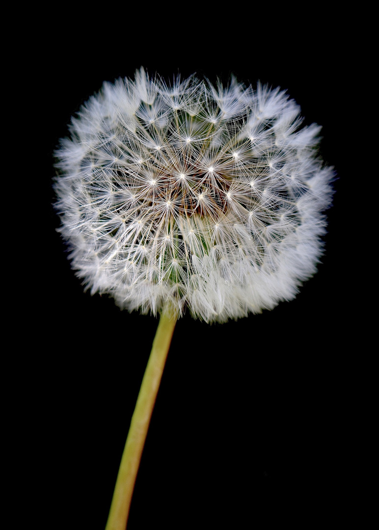 Pusteblume