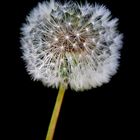 Pusteblume