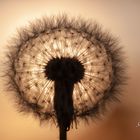 Pusteblume