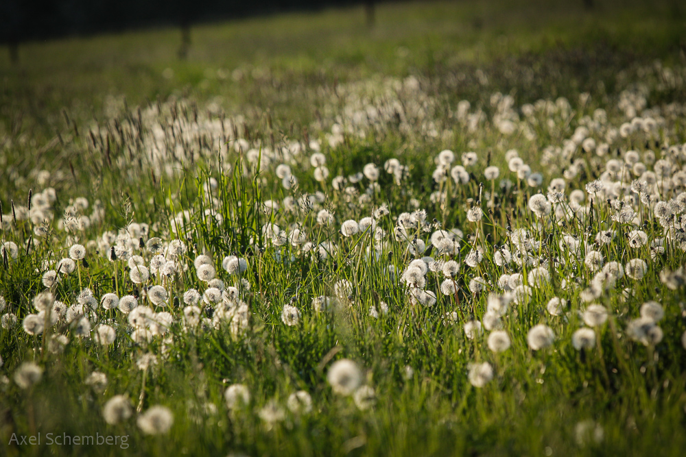 Pusteblume!