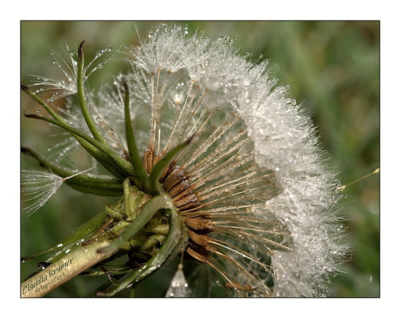 Pusteblume