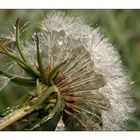 Pusteblume