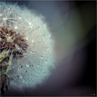 Pusteblume 