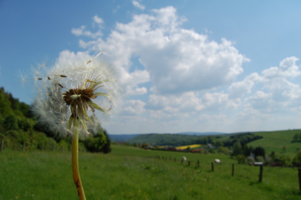 Pusteblume