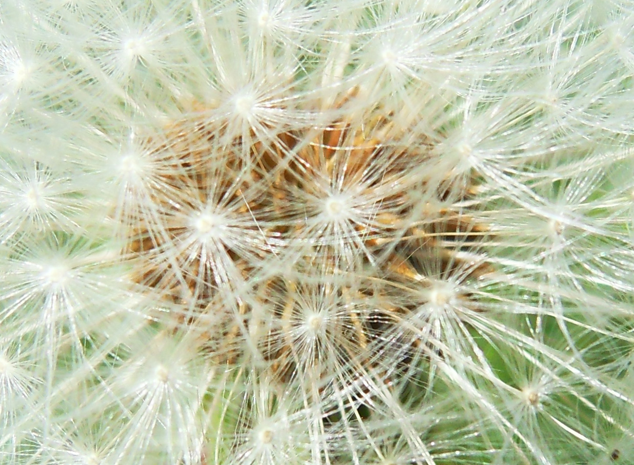 Pusteblume