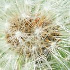 Pusteblume