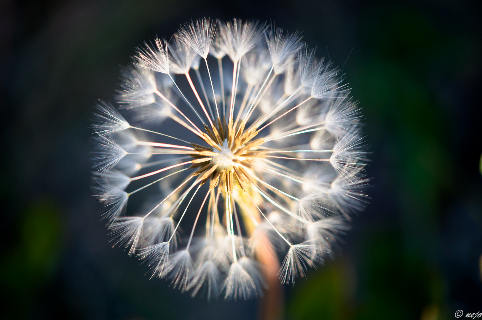 Pusteblume