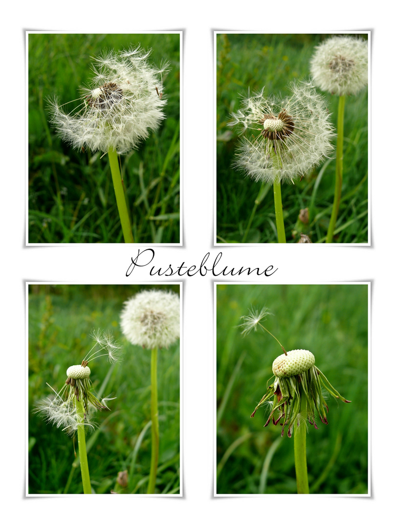 Pusteblume