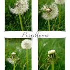 Pusteblume