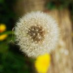 pusteblume