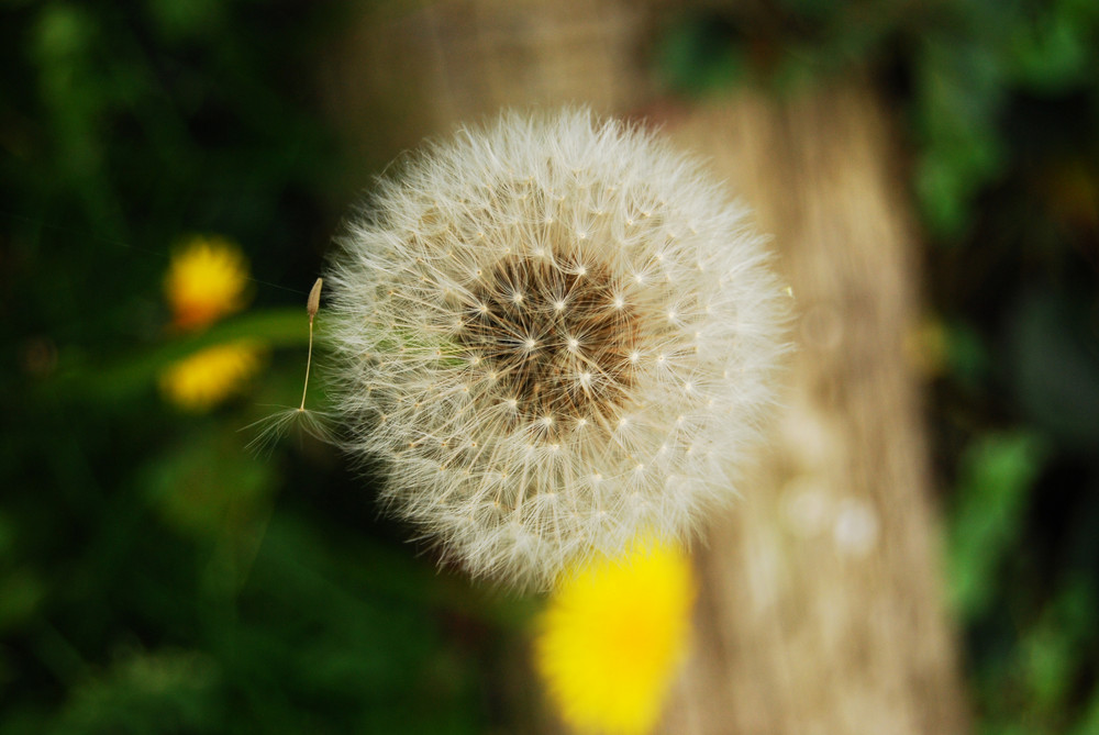 pusteblume