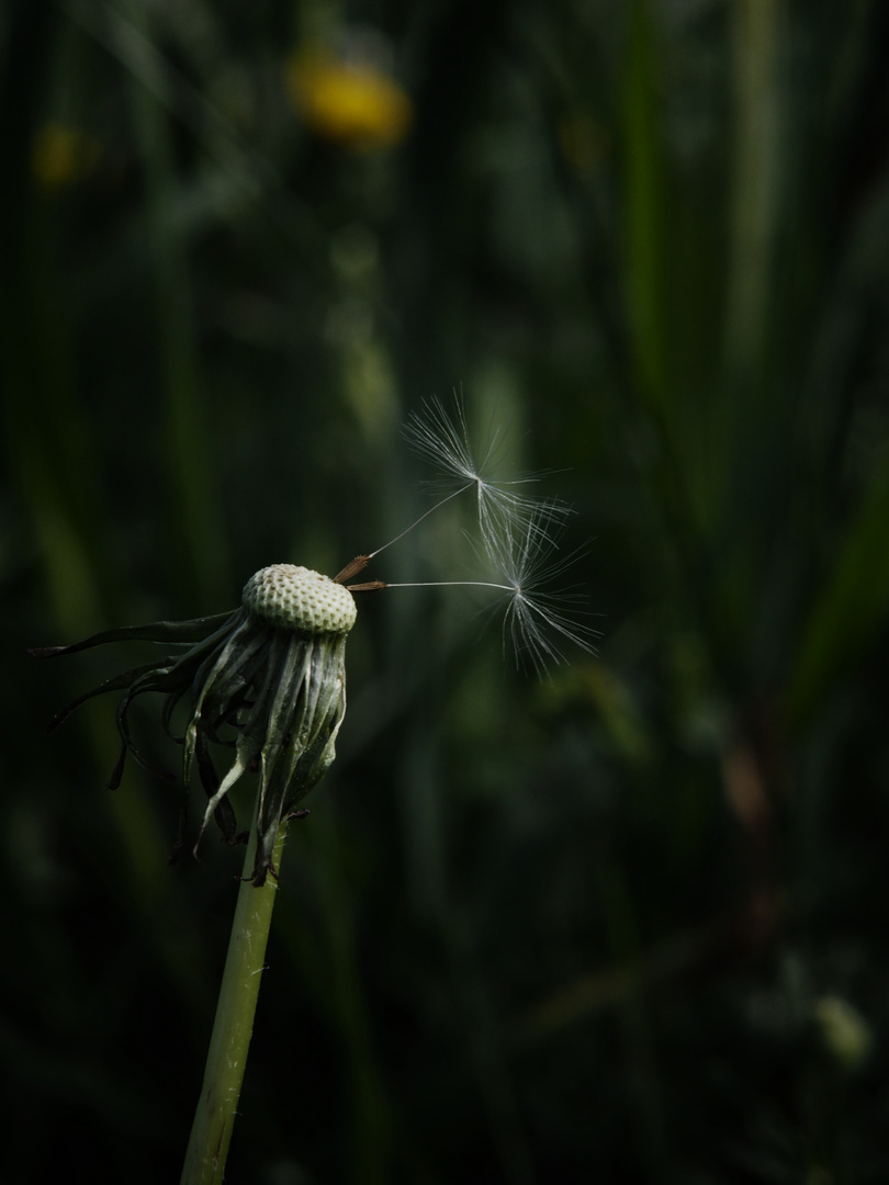 Pusteblume