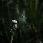 Pusteblume