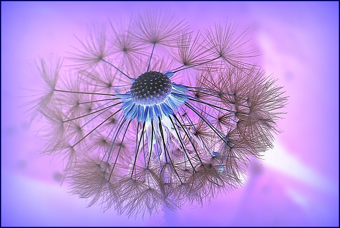 Pusteblume.