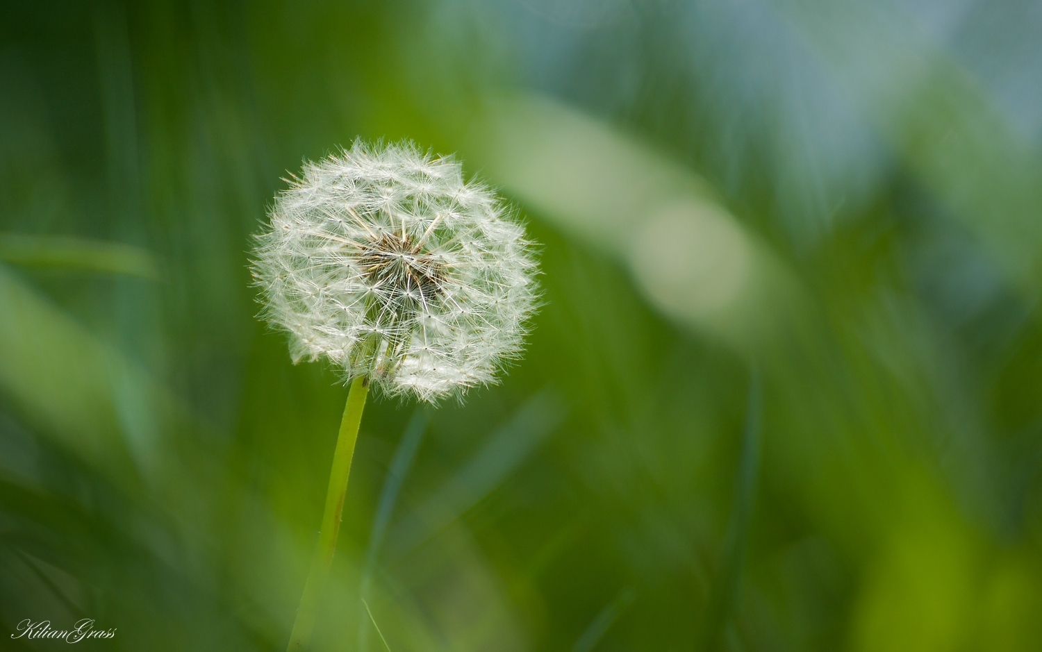 Pusteblume....