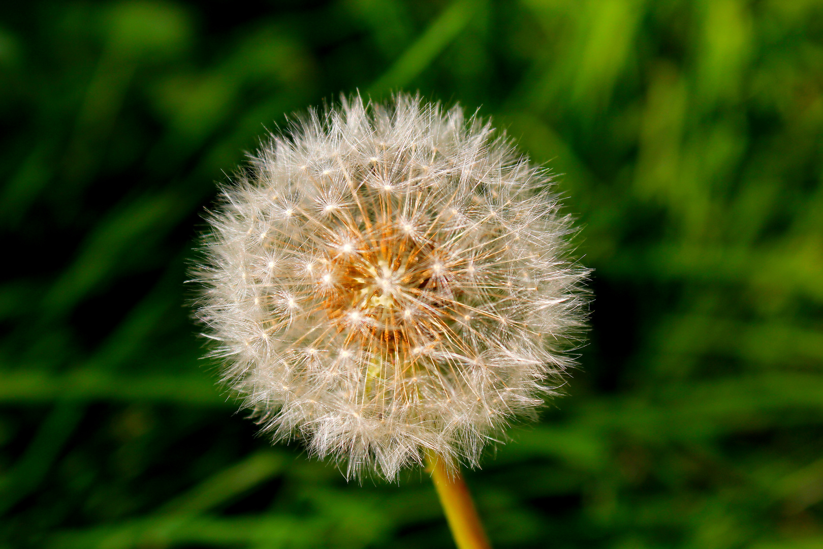 Pusteblume ^^