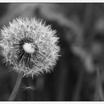 PUSTEBLUME