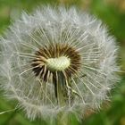 Pusteblume