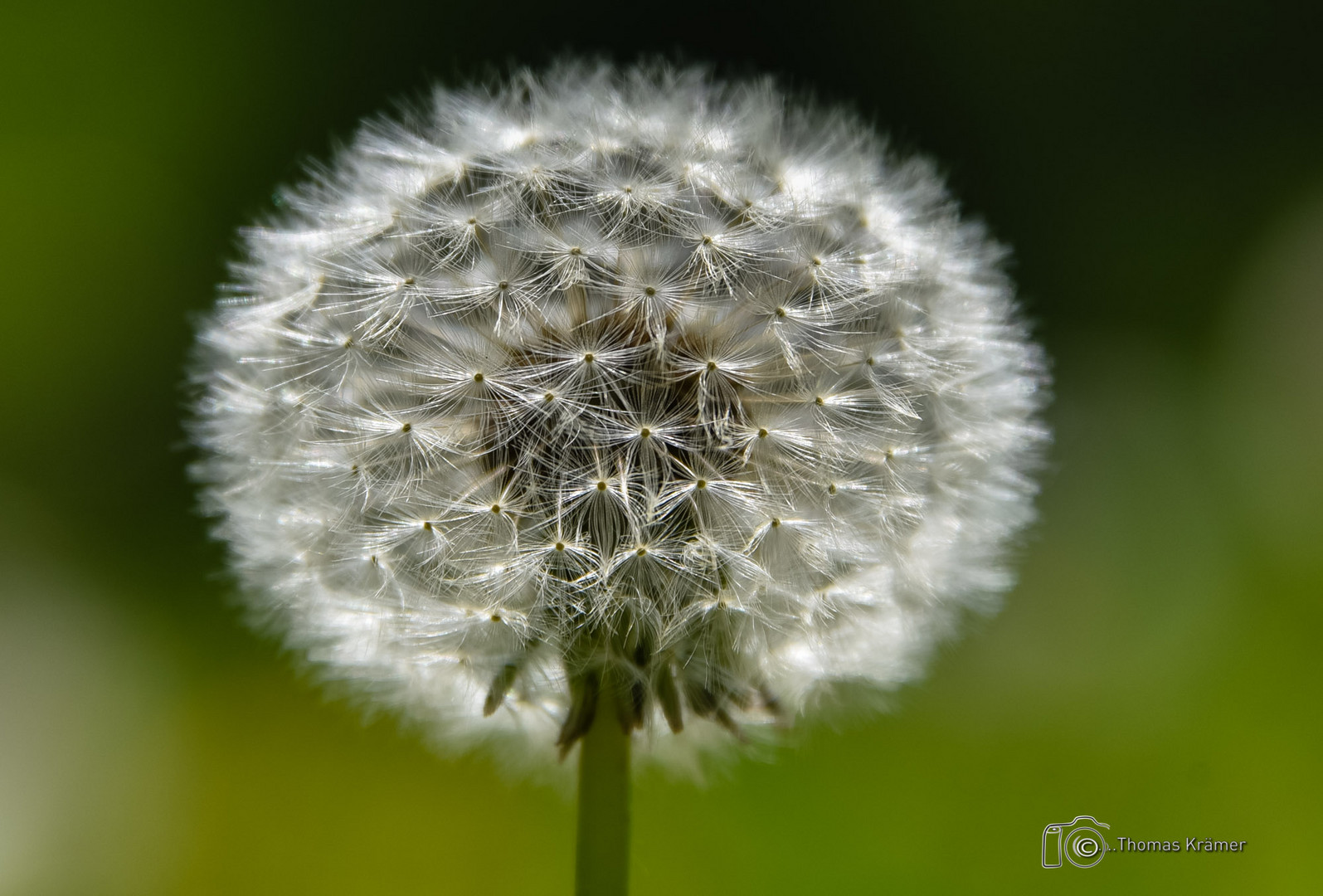 Pusteblume - D75_4085