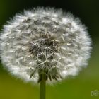 Pusteblume - D75_4085