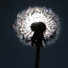 Pusteblume