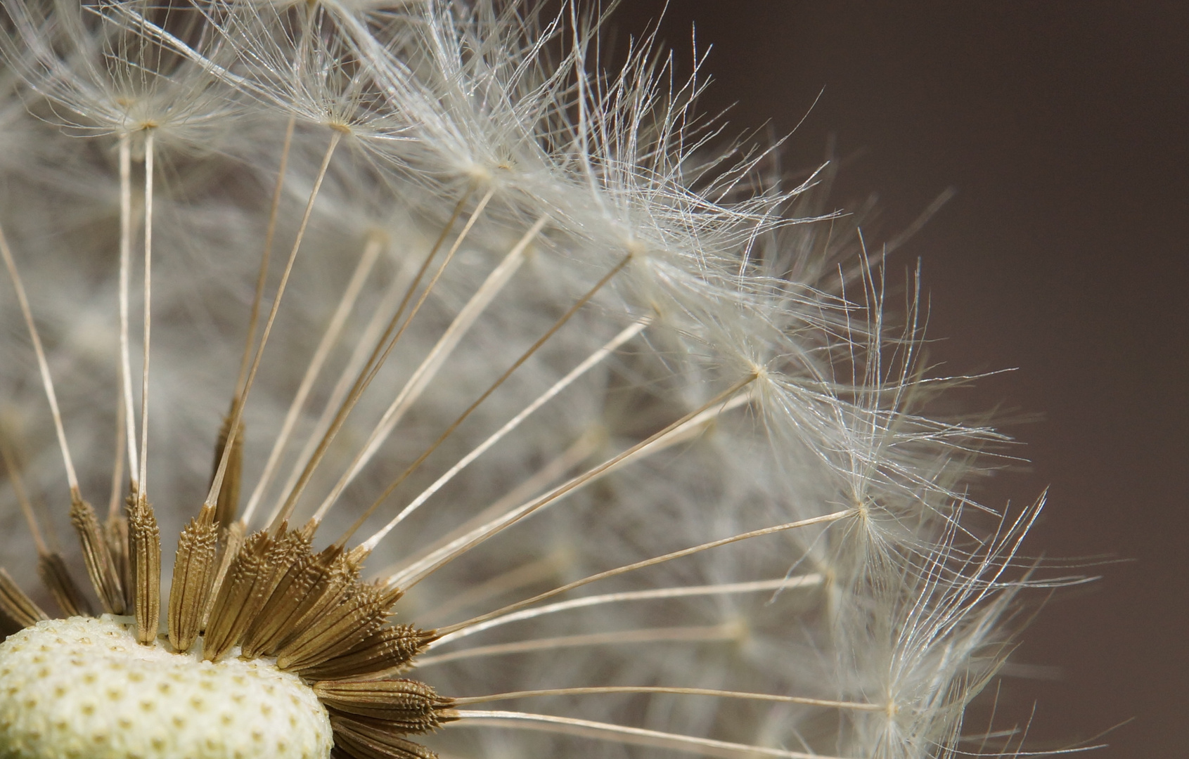 Pusteblume