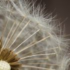 Pusteblume