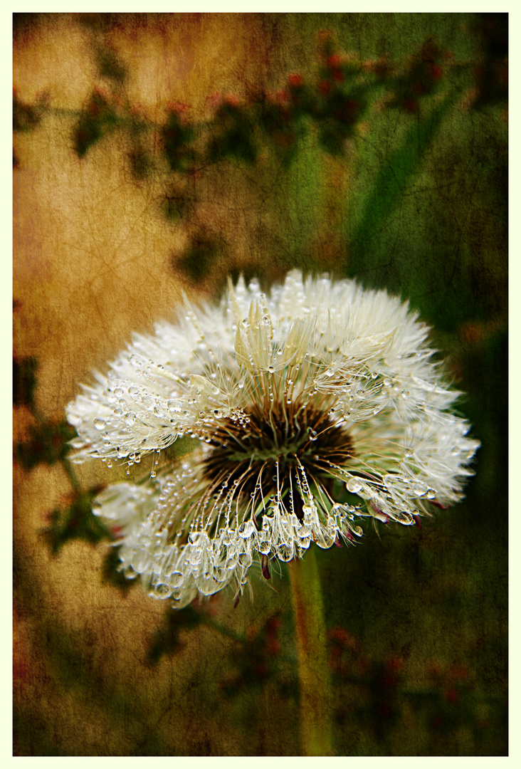 Pusteblume